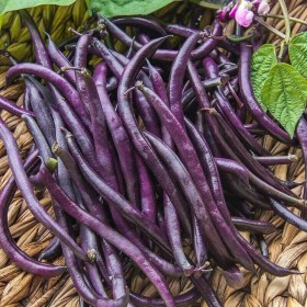Purple Queen Bokorbab - Hüvelyes különlegességek az Egzotikus Növények Stúdiójától